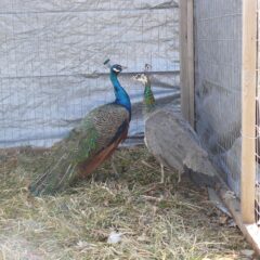 India Blue Peafowl