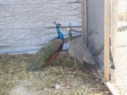 India Blue Peafowl