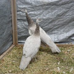 Opal Peafowl