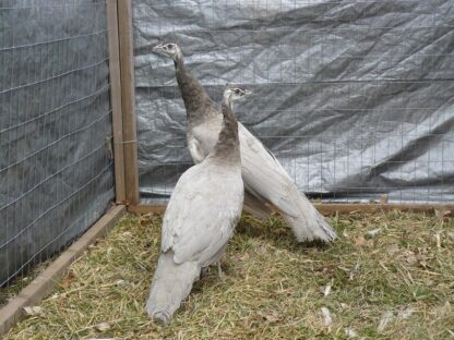 Opal Peafowl