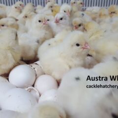 Austra White Fertile Hatching Eggs