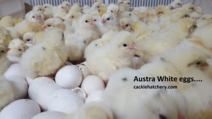 Austra White Fertile Hatching Eggs