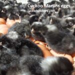 Cuckoo Marans Fertile Hatching Eggs