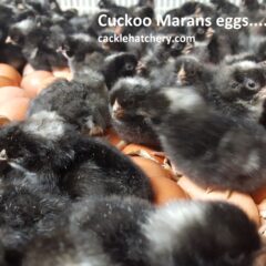 Cuckoo Marans Fertile Hatching Eggs