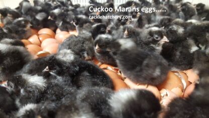 Cuckoo Marans Fertile Hatching Eggs