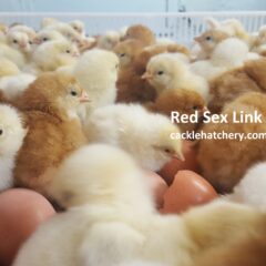 Red Sex Link Fertile Hatching Eggs