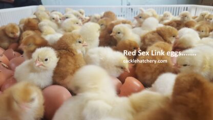 Red Sex Link Fertile Hatching Eggs