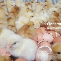 Cinnamon Queen Fertile Hatching Eggs
