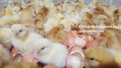 Cinnamon Queen Fertile Hatching Eggs