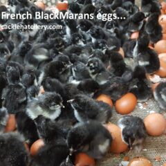 French Black Marans Fertile Hatching Eggs