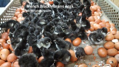 French Black Marans Fertile Hatching Eggs