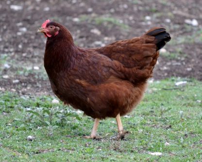 Rhode Island Red