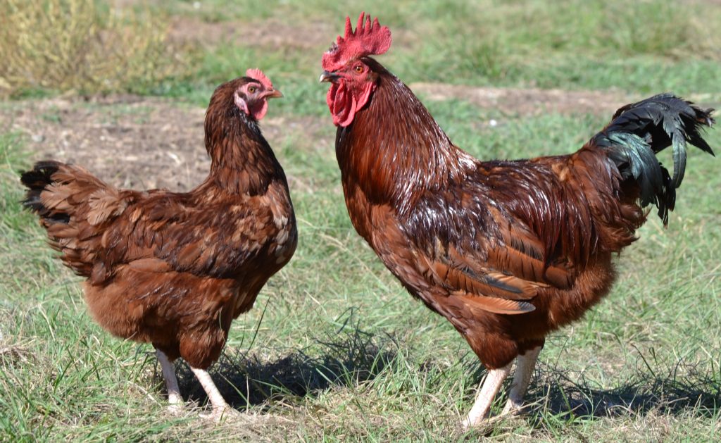Rhode Island Red Started Pullet Cackle Hatchery®