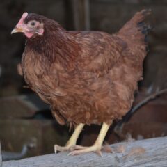 Rhode Island Red Started Pullet