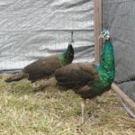 Spalding Peafowl