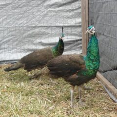 Spalding Peafowl