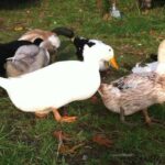 Mixed Ducks