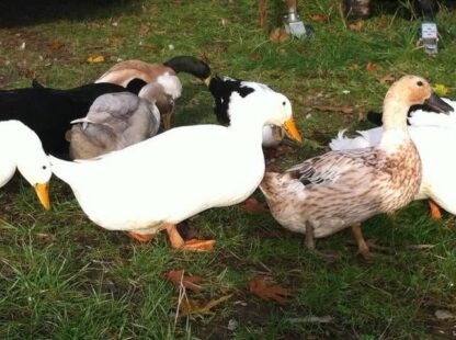 Mixed Ducks