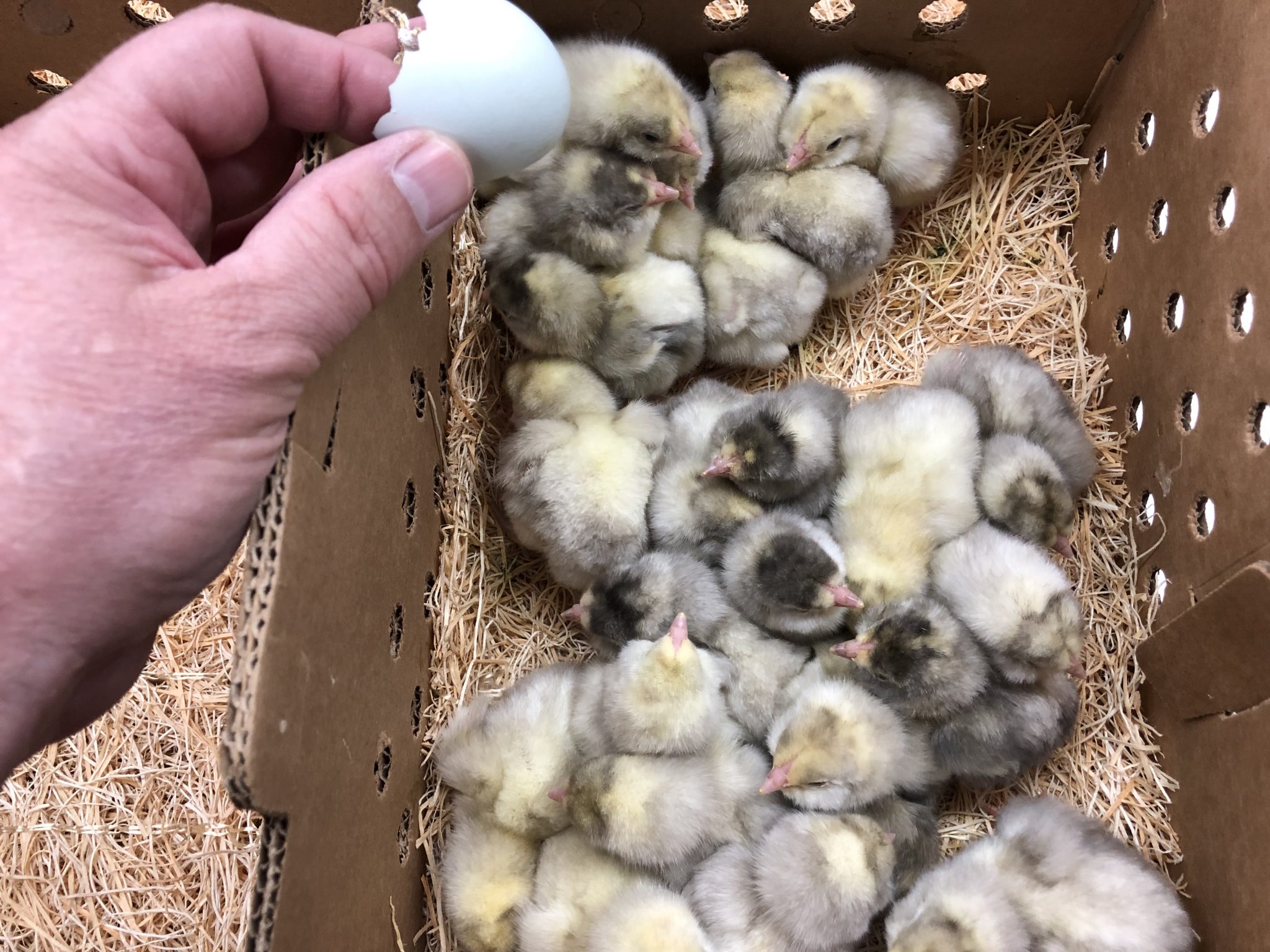 White Ameraucana Chickens For Sale Baby Chicks Cackle Hatchery®