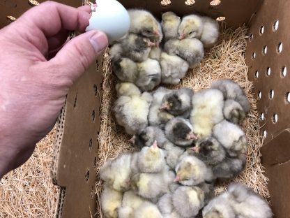 White Ameracauna chicks in a box