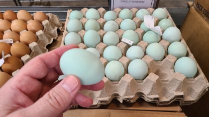 White Ameraucana Eggs