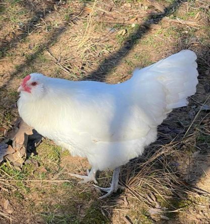 White Ameraucana