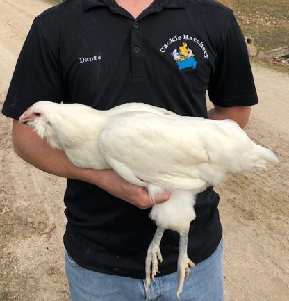 White Ameraucana