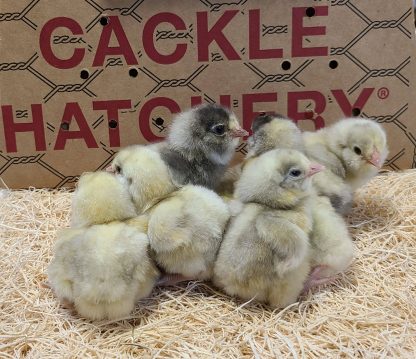 White Ameraucana Chicks