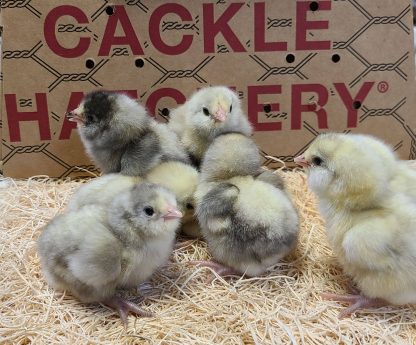 White Ameraucana Chicks