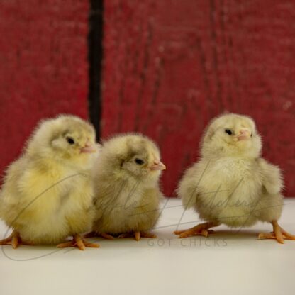 White Ameraucanas Chicken - Image 3