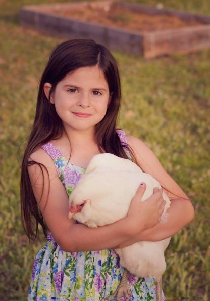 White Ameraucanas Chicken