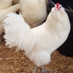 White Ameraucanas Chicken