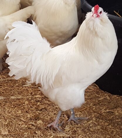 White Ameraucanas Chicken