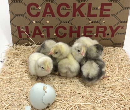 white ameracana chicks