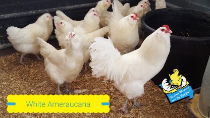 White Ameraucanas Chickens