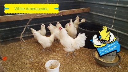 White Ameraucanas Chickens