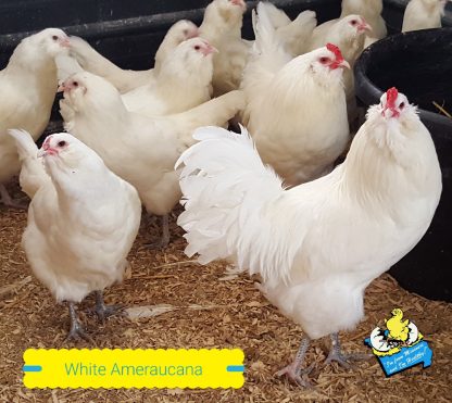 White Ameraucanas Chickens