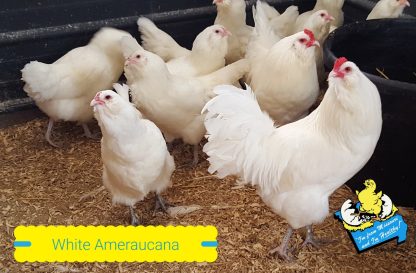 White Ameraucanas Chickens