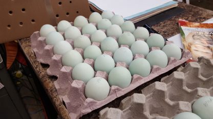 White Ameraucanas Eggs