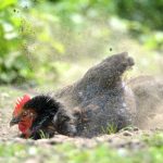 Chicken Taking a Dust Bath