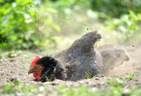 Chicken Taking a Dust Bath