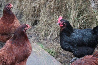 Weekly Special on Assorted Heavy Pullets Hatchery Choice
