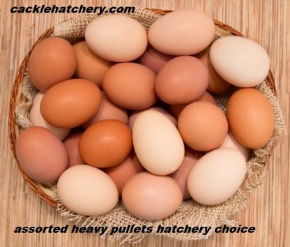 Assorted Heavy Pullets Hatchery Choice | Cackle Hatchery®