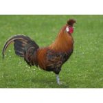 GOLDEN SPANGLED APPENZELLER SPITZHAUBEN CHICKEN