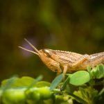 Locust on Leaf