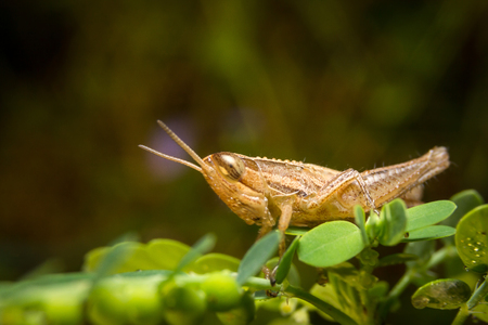 Locust on Leaf