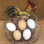 Rare Breed Hatchery Choice Fertile Hatching Eggs-0