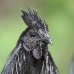 Ayam Cemani