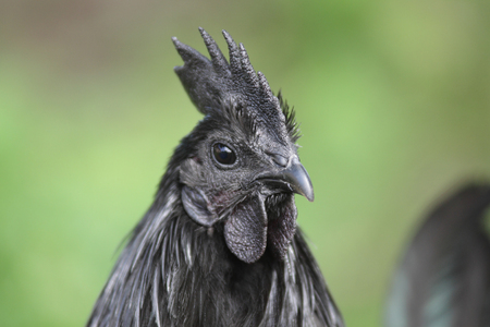 Ayam Cemani