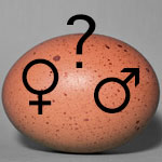 Egg Gender